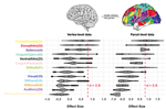 Predictive modeling of human cognitive function
